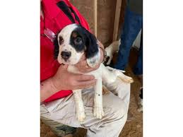 We offer english setter puppies for sale as well as started dogs, training, and boarding. 5 English Setter Puppies Available In Durham North Carolina Puppies For Sale Near Me
