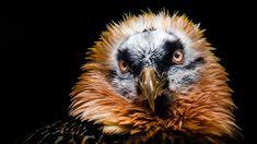 Der landesbund für vogelschutz (lbv) plant die ansiedlung von drei jungvögeln im nationalpark berchtesgaden in den bayerischen alpen. 360 Bartgeier Gypaetus Barbatus Ideen In 2021 Bartgeier Geier Vogel