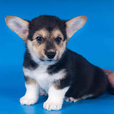 I reside in socal near los angeles. Information On Pembroke Welsh Corgi Puppies For Sale In Michigan