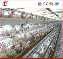 Bestchickencage a Type Layer Cage China Automated Chicken Layer Coop  Factory OEM Custom Layer Cages Price Configuration Electric Chicken Coop  Door