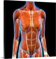 The muscle that separates the chest from the abdomen and forms the floor of the thorax is called the diaphragm. X Ray View Of Female Chest And Abdomen Muscles Wall Art Canvas Prints Framed Prints Wall Peels Great Big Canvas