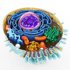 Cell 3d Max Animal Cell Project Cells Project 3d Animal Cell Project