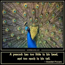 Peacock quotes fly pride, says the peacock. Peacocks Quotes Quotesgram