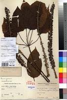 Image result for Cussonia sessilis