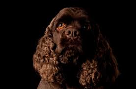 Puppies and dogs in wisconsin. The American Water Spaniel Top Facts Guide Animal Corner