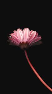 Lonely Flower Dark Red Minimal Iphone 6 Plus Cute Flower Wallpapers Iphone 6 Plus Wallpaper Flower Wallpaper