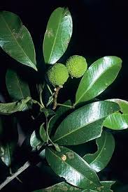 Image result for Vepris drummondii