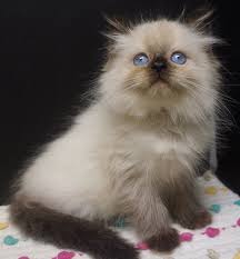 Look at pictures of maine coon kittens in texas who need a home. Seal Ragdoll For Sale Austin Texas Ragdoll Kittens For Sale Ragdoll Cats For Sale Cute Cats And Kittens
