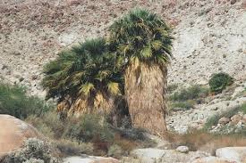 Image result for Washingtonia filifera
