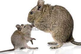 Degu Images Stock Pictures Royalty Free Degu Photos And Stock Photography Baby Animals Degu Cute Animals