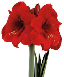 Amaryllis Miracle Christmas Flowering Single Amaryllis Amaryllis Flower Bulb Index Bulb Flowers Amaryllis Amaryllis Flowers