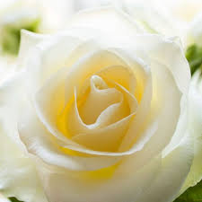 The general meaning of these flowers is love, affection and admiration. 21 Special Rose Color Meanings Rose Flower Meanings For Valentine S Day