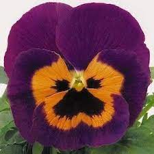 Pansy Seeds For Sale 59 Pansies Annual Flower Seeds Pansies Flowers Annual Flowers Pansies