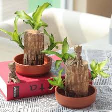 Pin By Worldiscounts On My Saves Wood Pots Hydroponic Plants Hydroponics
