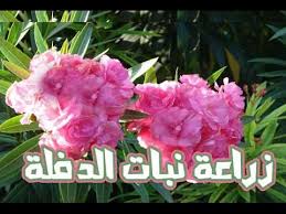 معنى و شرح الدفلة في معجم عربي عربي و قاموس عربي عربي وأفضل معاجم اللغة العربية ما غَلُظَ من القَطِرَان والزِّفت. Ø²Ø±Ø§Ø¹Ø© Ø§Ù„Ø¯ÙÙ„Ø© Ø§Ù„ØªÙÙ„Ø© 1 Ù‚Ù†Ø§Ø© Ø§Ù„Ù‡Ù†Ø¯Ø³Ø© Ø§Ù„Ø²Ø±Ø§Ø¹ÙŠØ©