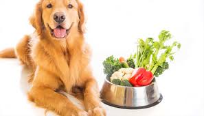 Keep that — and these 10 tips — in mind when caring for your diabetic dog. The Best Dog Food For Diabetic Dogs In 2021 Dog Nerdz