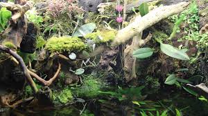Paludarium Terrarium Vivarium Terrascaping Orchids