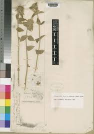 Image result for Leucas glabrata