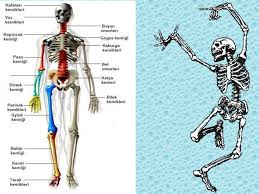 Jun 20, 2021 · fibula kemiği kırığı tibia kemiğini destek olarak bacak bölgesinde yer alan fibula kemiği, bazı travmalar üzerinden kırık ile karşı karşıya kalabilmektedir. Kafatasi Koprucuk Kemigi Kurek Kemigi Kaburgaomurga Gogus Kafesi Pazu Kemigi Dirsek Kemigi El Bilegi Leyen Kemigi Kuyruk Sokumu Diz Kapagi Uyluk Kemigi Ppt Indir