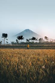 Lihat ide lainnya tentang pertahanan, wallpaper ponsel, gambar. Person Standing On Green Grass Field Photo Free Indonesia Image On Unsplash