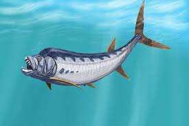 The specimen suggests that leedsichthys problematicus grew to a full size of around 50 feet long. The Dinosaurs And Prehistoric Animals Of Kansas