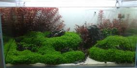 Rosulate cryptocoryne beckettii 'petchii' a. Cryptocoryne Beckettii Petchii Pink Petchs Rosa Wasserkelch Flowgrow Wasserpflanzen Datenbank