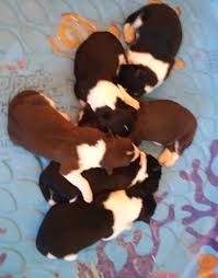 Border collie breeders in australia and new zealand. Border Collie Puppy For Sale Adoption Rescue For Sale In Elkhorn Wisconsin Classified Americanlisted Com