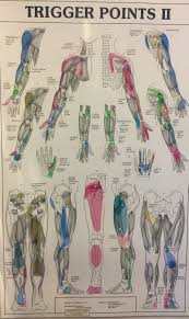 Trigger Points Common In Colac Corio Bay Sports Treatment