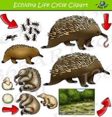 Echidna Life Cycle Clipart Life Cycles Animal Life Cycles Echidna