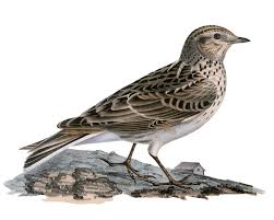Alondra común, Alauda arvensis - Aves - NatureGate