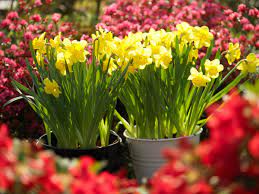 E' molto diffuso nei giardini e conseguentemente sono state sviluppate molte cultivar: Bulbi In Autunno Fiori A Primavera Giardinaggio Fiori Animali E Centinaia Di Articoli Passo Passo