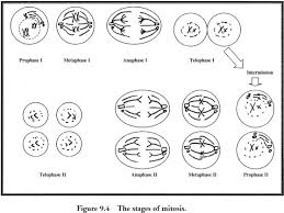 Phases Of Meiosis Worksheets Meiosis Mitosis Worksheets