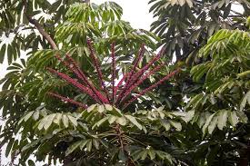 Image result for Cecropia pachystachya