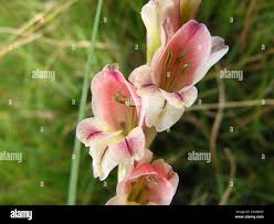 Image result for Gladiolus crassifolius