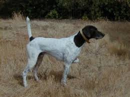 Check spelling or type a new query. News German Shorthaired Pointers Palermo Ranch Kennels