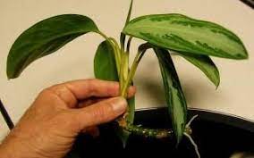 Aglaonema's popularity is further enhanced because of its ease of growth, care and propagation. Aglaonema Plant Care Planting Growing Guide Pruning Diseases Pests Seeds Leaves Chinese Evergreen Plant Chinese Evergreen How To Propagate Aglaonema