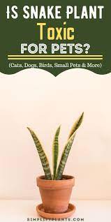 Is Snake Plant Toxic For Pets Cats Dogs Birds Small Pets More Snake Plant Plants Small Pets