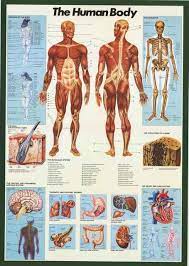 Anatomy Of The Human Body Educational Poster 27x39 Human Body Anatomy Education Poster Body Anatomy
