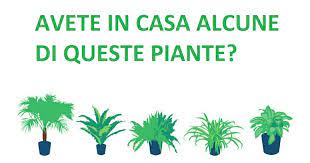 Pianta pulisci aria / la pianta ornamentale che purifica l'aria e che … read more pianta pulisci aria / la pianta ornamentale che purifica l'aria e che potrebbe proteggerci dalle radiazioni e dal 5g. La Nasa Rivela 17 Piante Che Purificano L Aria Da Tenere A Casa E Rendere Piu Semplice Respirare