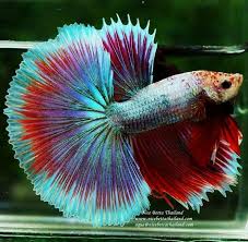 Emerald Lavender Halfmoon Betta Betta Fish Beautiful Fish Siamese Fighting Fish