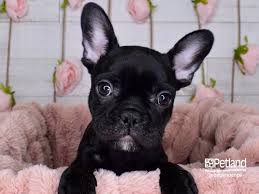We specialize in blue french bulldogs, lilac french bulldogs, and merle french bulldogs. French Bulldog Puppies Petland Independence Mo