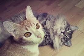 Sometimes referred to as scabies, sarcoptic mange is caused by mites notedric mange (notredes cats) is also sometimes referred to as feline scabies, because the disease is similar to sarcoptic mange in dogs. Demodectic Mange In Cats Symptoms Causes Diagnosis Treatment Recovery Management Cost