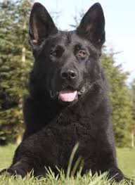 Rassestandard weißer schweizer schäferhund (berger blanc suisse). 10 Schwarzer Und Weisser Schweizer Schaferhunde Ideen In 2021 Schweizer Schaferhund Schaferhunde Hunde