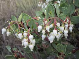Image result for Monsonia glauca