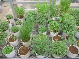 雑草ガーデニング」をはじめよう！種を採取して育てる方法を徹底解説 - 【BE-PAL】キャンプ、アウトドア、自然派生活の情報源ビーパル