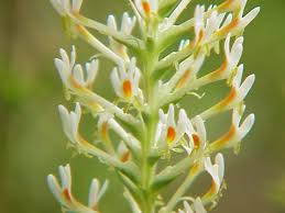 Image result for Hebenstretia dentata