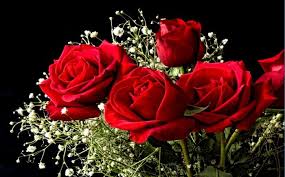 I'm so please with this machine! Imagenes De Rosas Para Descargar Rose Flower Wallpaper Rose Flower Hd Red Rose Flower