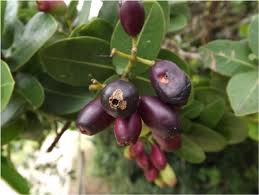 Image result for Syzygium cordatum