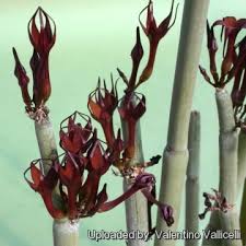 Image result for Ceropegia circinata