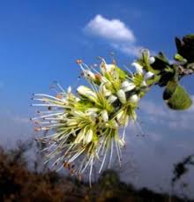 Image result for Combretum mossambicense